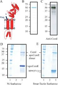 We know 33 definitions for ccmi abbreviation or acronym in 5 categories. R Capsulatus Ccmi Co Purifies With Apoccme A A Schematic Download Scientific Diagram