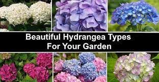The soil needs to hold moisture and have a light structure that drains well. 22 Types Of Hydrangeas Small Large With Their Flowers And Leaves Pictures