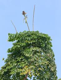 Image result for Oroxylum