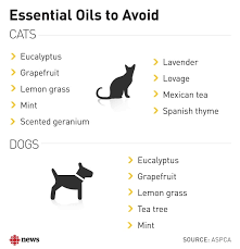 Like Oil And Water Essential Oils And Your Pet May Be A Bad Mix Cbc News
