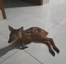 VÍDEO: Filhote de veado é encontrado em quintal e família amamenta animal  com seringa no ES | Sul do ES | G1