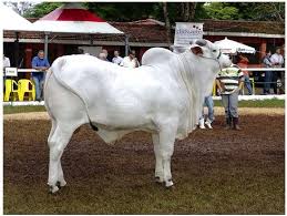 Nelore Originated From Ongole Bos Indices Cattle Of India Use Beef Notes Exported To Brazil Where They Now Comprise 80 Of Br Cattle Breeds Animals