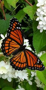 Fotos De Mariposas