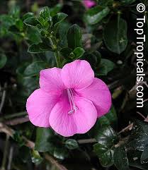 Image result for Barleria sp. D (near holubii)