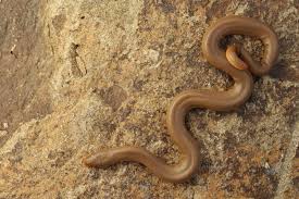 Image result for Urochloa bovonei