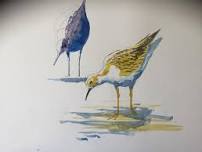 Sketching birds with Martin Gibbons