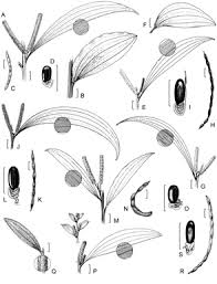 Image result for Meiosperma