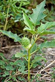 Image result for Datura stramonium