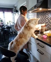 Pin On Maine Coons