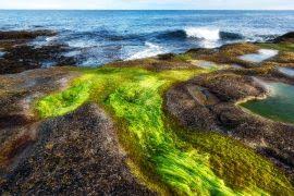 Image result for Vossia cuspidata