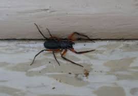What's more, those battles damon medius, the giant tailless whipscorpion, there care and husbandry this video outlines the bio setup for our. Scorpion Spider