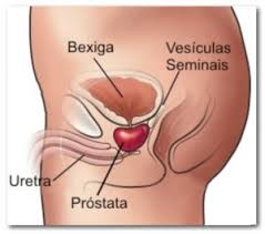 Resultado de imagem para A PRÓSTATA