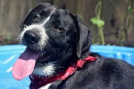 While various pointers have been used for hunting in europe since the 1300′s, specific breeds were not documented until the 1700's. View Ad German Wirehaired Pointer Labrador Retriever Mix Dog For Adoption Near Alabama Wetumpka Usa Adn 333598