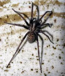 Image result for große winkelspinne biss haut reaktion