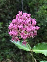 Image result for Apocynaceae subfamilies Apocynoideae and Rauvolfioideae