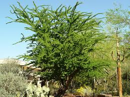 Image result for Acacia afra