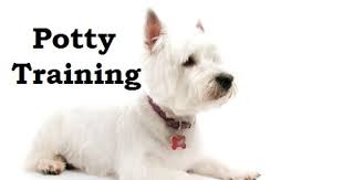 Westie Puppies How To Potty Train A Westie Puppy Westie House Training Tips Housebreaking Westie Puppi Westie Puppies Dog Potty Training Training Your Puppy