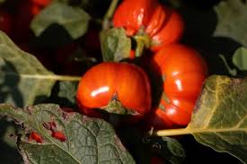 Image result for Solanum aethiopicum