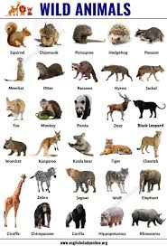 Find the latest funny animal videos, cute animal pictures and amazing animal stories on today.com. Wild Animals List Of 30 Popular Names Of Wild Animals In English English Study Online