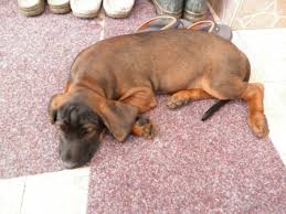 Image result for bavorský barvář