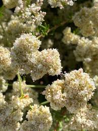 Image result for Eriospermum flexuosum