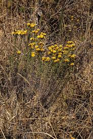 Image result for Helichrysum kirkii