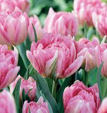 Peach Blossom Tulip Bulbs Planting Tulips Flowers Summer Blooming Flowers