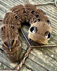 What was this very large caterpillar with 'a face' that trundled along the  boardwalk? The Elephant Hawkmoth was obviously disturbed when I got down to  its level to photograph it. When disturbed,
