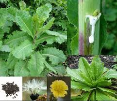 Image result for Lactuca glandulifera