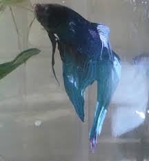 Shimmer Beta Fish Betta Fish Beta Fish