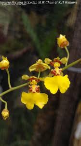 Image result for Ozoroa gomesiana