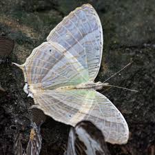 Marbled Map Butterfly Cyrestis Cocles Butterfly Moth Animals