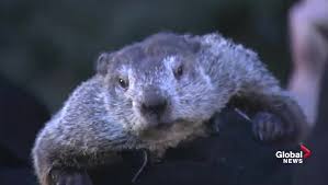 Groundhog Day 2023: Punxsutawney Phil Sees Shadow, Predicts 6 More Weeks Of  Winter