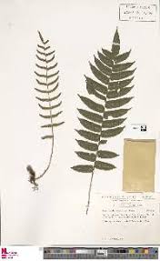 Image result for Lomariopsis hederacea