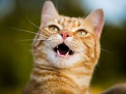 We did not find results for: The 26 000 Cat Bite Rabies Shots Included Abc News