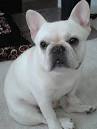 French Bulldog Colors - Dream Valley Frenchies