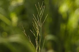 Image result for Leptochloa panicea