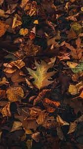 The Latest Iphone11 Iphone11 Pro Iphone 11 Pro Max Mobile Phone Hd Wallpapers Free Download Fallen Leaves Wallpaper Free Download Free Wallpaper Wallpaper