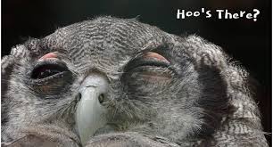 Little kids may enjoy envisioning the animals below knocking on the front door and delivering punchlines good for some. Funny Owl Knock Knock Jokes Cool Parenting Tips