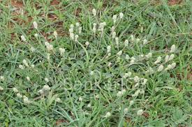 Image result for Gomphrena celosioides