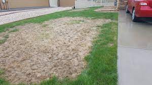 Lesso turf maybe you would like to learn more about one of these? Lawn Winterkill Lessons From 2016 17 Morning Ag Clips