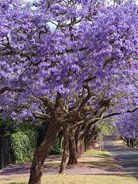 Image result for Jacaranda mimosifolia