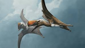 Image result for Dinophora