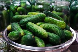 Gurken Pflanzen Anbauen Und Ernten Die Komplette Anleitung Wurzelwerk Salzgurken Gurke Pflanzen