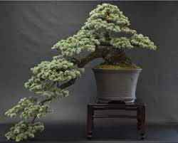 By bonsai eejit • posted in my bonsai • tagged atlantic blue cedar, blogging, bonsai, cedar, eejit, jin, northern ireland, photographs of trees, photos, shari, wiring 7 post navigation Blue Atlas Cedar Bonsai Blog National Bonsai Foundation
