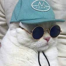Just Reblogging Stuff Some Cats In Some Funky Sunglasses Cat Outfits Pets Cat Aesthetic Baby Cats