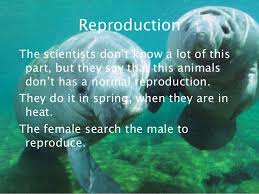 Image result for steller's sea cow