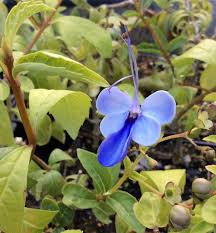 Image result for Rotheca myricoides