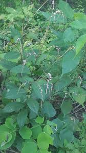 Image result for Petiveriaceae