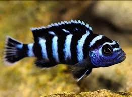 Simply mix it with a bit of warm water, then mix it slowly with the water and fish. 12 8 Euthanizing A Fish